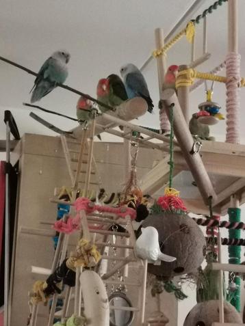 7 agaporniden agapornis roseicollis dwergpapegaaien beschikbaar voor biedingen