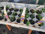 Tray met 6 Aardbeienplantjes, Tuin en Terras, Planten | Tuinplanten, Ophalen, Volle zon, Vaste plant, Zomer