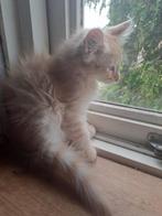 Maine coon kittens, Dieren en Toebehoren, Katten en Kittens | Raskatten | Langhaar, Meerdere dieren, Gechipt, 0 tot 2 jaar