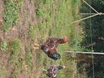 2 wyandotte hanen, Dieren en Toebehoren, Pluimvee, Mannelijk, Kip