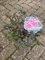 Prachtige Rhododendron 'Kermesina Rosé', Vaste plant, Halfschaduw, Lente, Ophalen