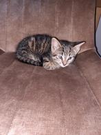 Katten, Dieren en Toebehoren, Katten en Kittens | Overige Katten, Meerdere dieren, Kortharig, 6 jaar of ouder