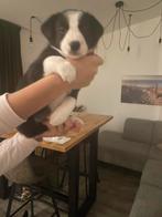 Bordercollie puppy ‘ s nog 1 teefje ter beschikking 🐶😍, Dieren en Toebehoren, Honden | Herdershonden en Veedrijvers, 8 tot 15 weken