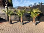 Chamaerops fortunei winterharde tuinpalm aktie, Bloeit niet, Halfschaduw, 100 tot 250 cm, Palmboom