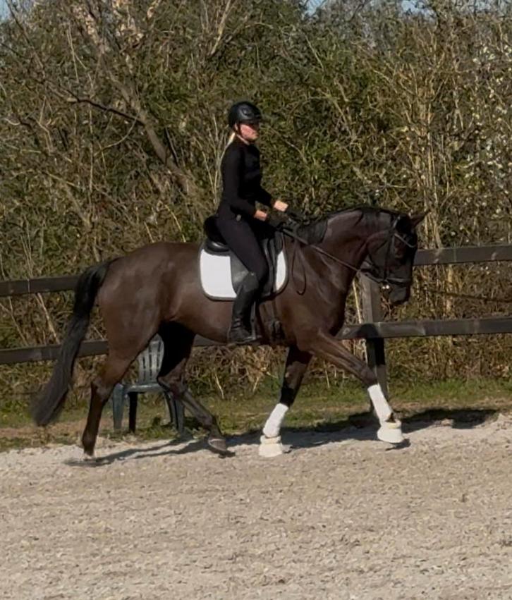 Ontzettende lieve merrie te koop aangeboden, Dieren en Toebehoren, Paarden, Merrie, Zadelmak, 160 tot 165 cm, 3 tot 6 jaar, Dressuurpaard