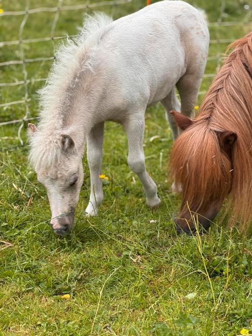 Opfokplekje shetlander hengst aangeboden!, Dieren en Toebehoren, Stalling en Weidegang, Opfok, Stalling, Weidegang