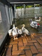 Muskuseenden kuikens, Dieren en Toebehoren, Meerdere dieren, Eend
