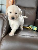 Golden retriever pup, Dieren en Toebehoren, Golden retriever, Parvo, Reu, 8 tot 15 weken