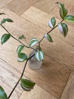 🌱 Vaderplant Tradescantia Tricolor gewortelde stekjes, Huis en Inrichting, Kamerplanten, Ophalen, Overige soorten, Halfschaduw