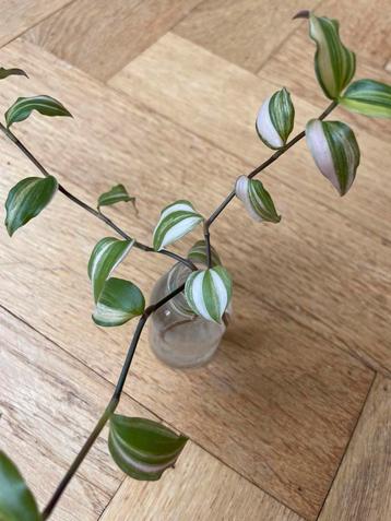 🌱 Vaderplant Tradescantia Tricolor gewortelde stekjes beschikbaar voor biedingen