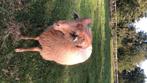 Drentse Heideschapen, Mannelijk, Schaap, 0 tot 2 jaar