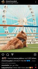 Dekreu Chowchow, Dieren en Toebehoren, Reu, CDV (hondenziekte), Eén hond, 3 tot 5 jaar