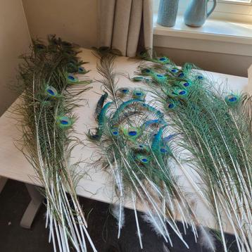 Pauwenveren veren van de blauwe pauw beschikbaar voor biedingen
