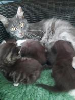 Diverse  mooie boerderij kittens Te koop, Dieren en Toebehoren, Katten en Kittens | Overige Katten