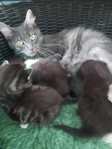 Diverse  mooie boerderij kittens Te koop beschikbaar voor biedingen