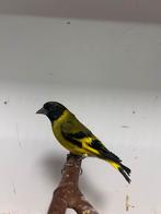 7-3 zwartkop/magelaan sijzen, Dieren en Toebehoren, Vogels | Overige Vogels, Meerdere dieren, Tropenvogel