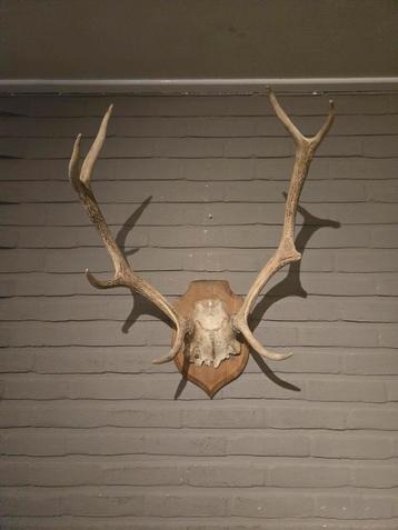 Gewei op schild beschikbaar voor biedingen