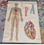 Schoolplaat anatomie hart bloedsomloop, Ophalen of Verzenden, Natuur en Biologie