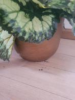 nieuwe kunstplant in Capi pot nog 1 op voorraad, Belle Vieille Brocante, Nieuw, Ophalen of Verzenden, Jolandamonsieurs@gmail.com