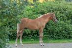 Prachtig, lief New Forest hengstveulen, Dieren en Toebehoren, Pony's, Dressuurpony, Niet van toepassing, 0 tot 2 jaar, Hengst