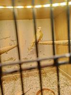 Splendid, Dieren en Toebehoren, Vogels | Overige Vogels, Vrouwelijk