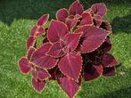 Coleus siernetel 40 cm. Met pot., Ophalen, Volle zon, Groenteplanten, Eenjarig