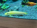 Algeneter, Dieren en Toebehoren, Vissen | Aquariumvissen, Vis