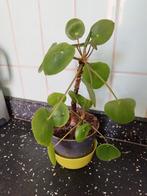 Pannenkoekenplant, Huis en Inrichting, Kamerplanten, Ophalen, Overige soorten, Minder dan 100 cm