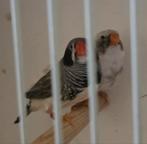 Koppel zwartwang zebravinken, Dieren en Toebehoren, Vogels | Overige Vogels, Meerdere dieren