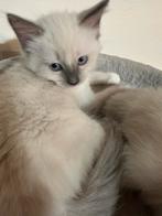 💕 nog 1 prachtige ragdoll kittens, Poes, Ontwormd, 0 tot 2 jaar