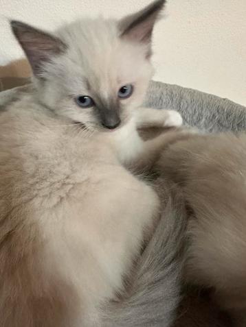 💕 nog 1 prachtige ragdoll kittens beschikbaar voor biedingen