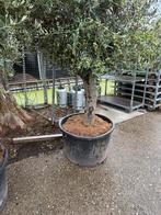 Olijfbomen topkwaliteit zeer grote kruin rustieke stam, Olijfboom, 250 tot 400 cm, Zomer, Ophalen