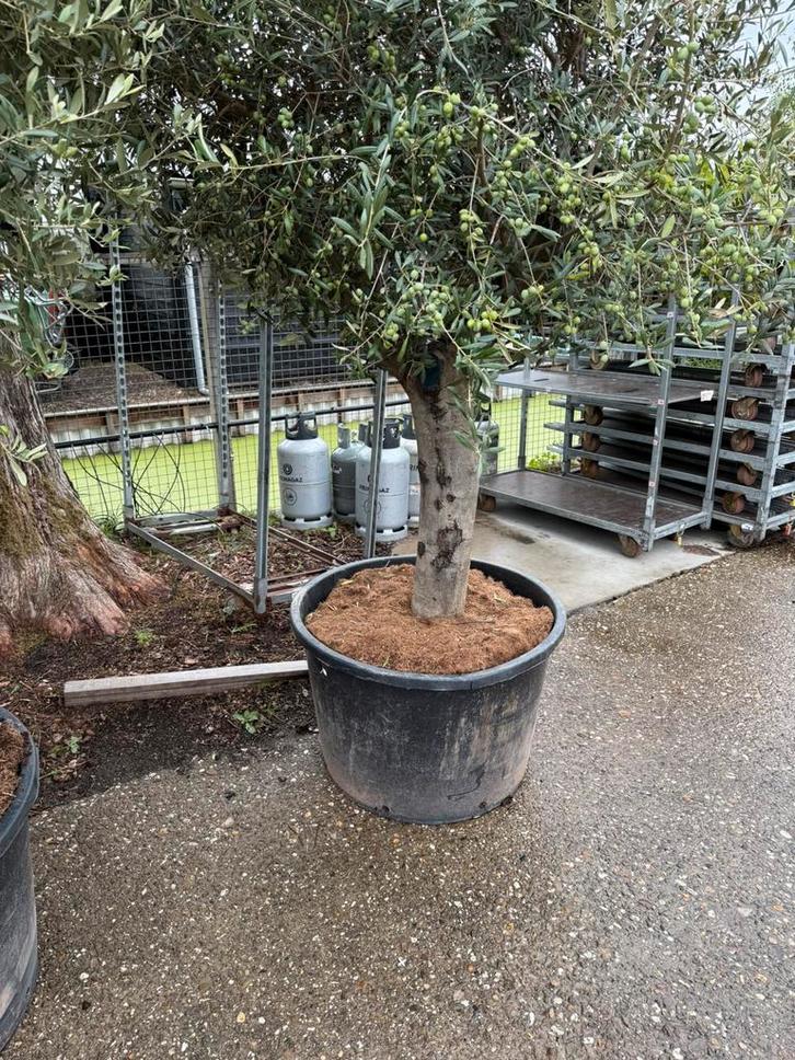 Olijfbomen topkwaliteit zeer grote kruin rustieke stam, Tuin en Terras, Planten | Bomen, Olijfboom, 250 tot 400 cm, Volle zon
