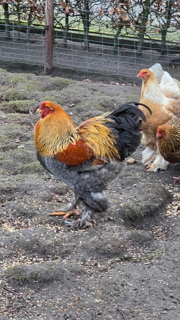 Broedeieren Brahma groot Blauwpatrijs Patrijs Vuilwit, Dieren en Toebehoren, Pluimvee, Kip, Meerdere dieren