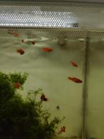 Jonge Platy's, Dieren en Toebehoren, Vis, Zoetwatervis