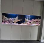Prachtig groot zout water aquarium compleet met sump, Ophalen, Gebruikt, Gevuld zeewateraquarium