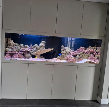 Prachtig groot zout water aquarium compleet met sump beschikbaar voor biedingen