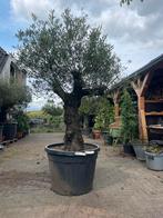 Tekoop olijfbomen, Olea europea in t-bowl pot., Ophalen of Verzenden, 100 tot 250 cm, Olijfboom, Zomer