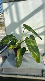 Philodendron jose bueno pot 15, Ophalen of Verzenden, Overige soorten, Minder dan 100 cm