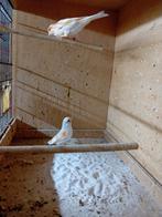 Broedrijp koppel mozaiek kanarie, Dieren en Toebehoren, Vogels | Kanaries, Meerdere dieren, Kleurkanarie