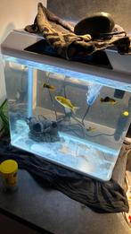 Aquarium, Dieren en Toebehoren, Vissen | Aquaria en Toebehoren, Ophalen, Gevuld zoetwateraquarium
