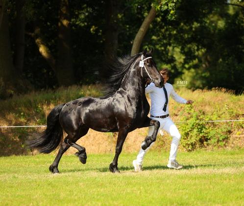 Drachtige friese stermerrie met vol papier, Dieren en Toebehoren, Paarden, Merrie, Onbeleerd, 165 tot 170 cm, 3 tot 6 jaar, Dressuurpaard