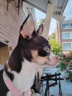 Chihuahua, Dieren en Toebehoren, Honden | Chihuahua's en Gezelschapshonden, 1 tot 2 jaar, Teef, Eén hond, Chihuahua