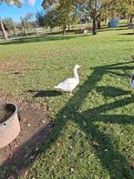 Ganzen., Meerdere dieren, Gans of Zwaan