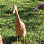 Indische loopeenden, Dieren en Toebehoren, Pluimvee, Meerdere dieren, Eend