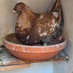 Laudino doffer, Dieren en Toebehoren, Vogels | Duiven, Mannelijk