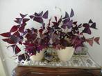 Paarse Klaver - Geluksklaver - Oxalis triangularis, Ophalen of Verzenden, In pot, Minder dan 100 cm, Bloeiende kamerplant