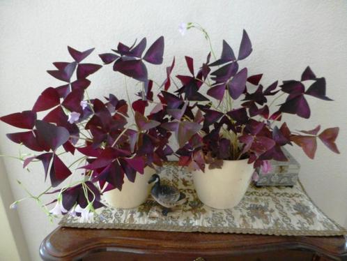 Paarse Klaver - Geluksklaver - Oxalis triangularis, Huis en Inrichting, Kamerplanten, Minder dan 100 cm, Bloeiende kamerplant