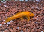Kleine meerval goud, albino, ancistrus, Dieren en Toebehoren, Vissen | Aquariumvissen, Vis
