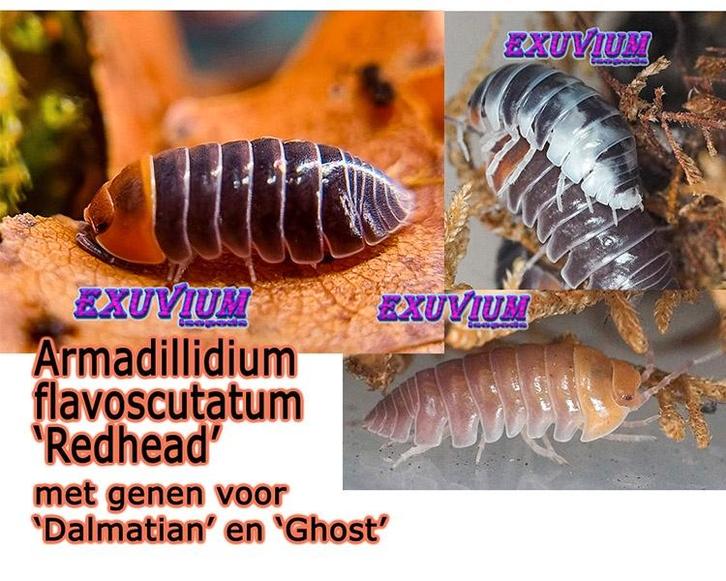 Armadillidium flavoscutatum Redhead genen dalmatian / ghost!, Dieren en Toebehoren, Insecten en Spinnen, Overige soorten